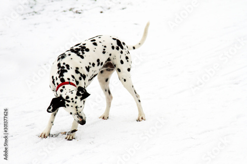 dalmation in the snow  dog on a white background