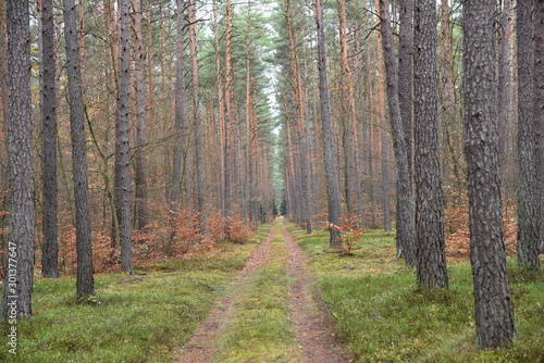 Forest wilderness trees landscape. Forest in Poland  Europe.