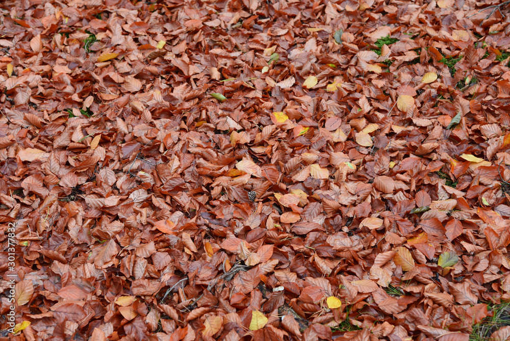 Autumn colorful leafs on the grass in the park. Autumn colorful leafs on the grass in the park.