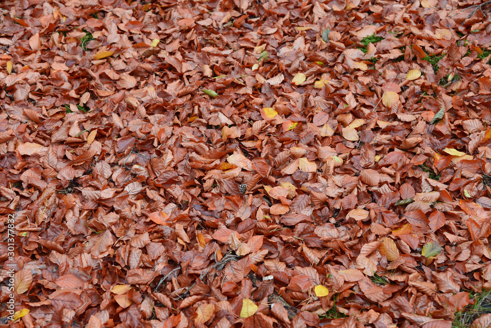 Autumn colorful leafs on the grass in the park.