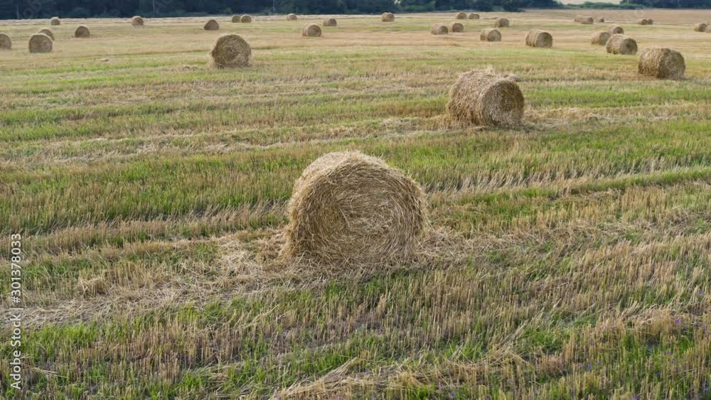 A wheat field was harvested; haystacks lay around it. A stack of hay. Field harvested from wheat at sunset. The span of the copter over a wheat field. Good feed for cattle. Beautiful field. A wheat field was harvested; haystacks lay around it. A stack of hay. Field harvested from wheat at sunset. The span of the copter over a wheat field. Good feed for cattle. Beautiful field.