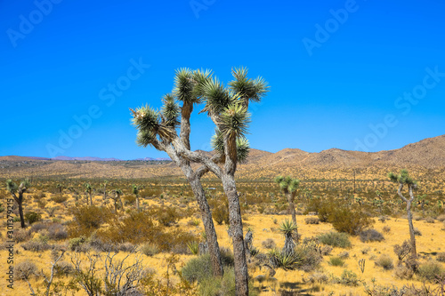 Joshua Trees in a Desert, California