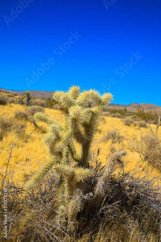 Cactus garden, Joshua Tree National park, California