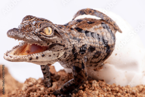 Nile Crocodile, in studio, hatchling, newborn, up close