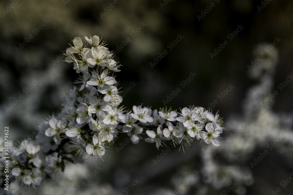 Flores salvajes en reserva ecologica