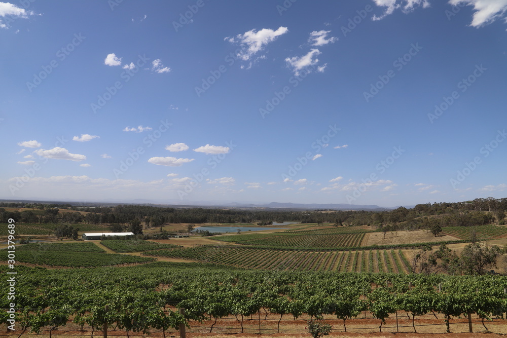 Fototapeta premium vineyard in landscape view