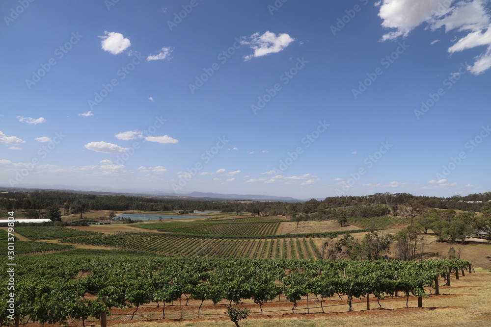 Fototapeta premium vineyard in landscape view