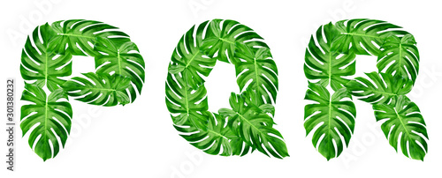 Green leaves pattern,font Alphabet p,q,r of leaf monstera isolated on white background