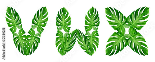 Green leaves pattern font Alphabet v w x of leaf monstera isolated on white background