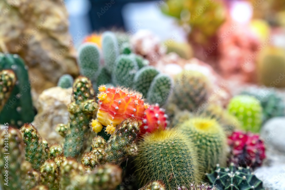 closeup various cactus plants in garden closeup various cactus plants in garden