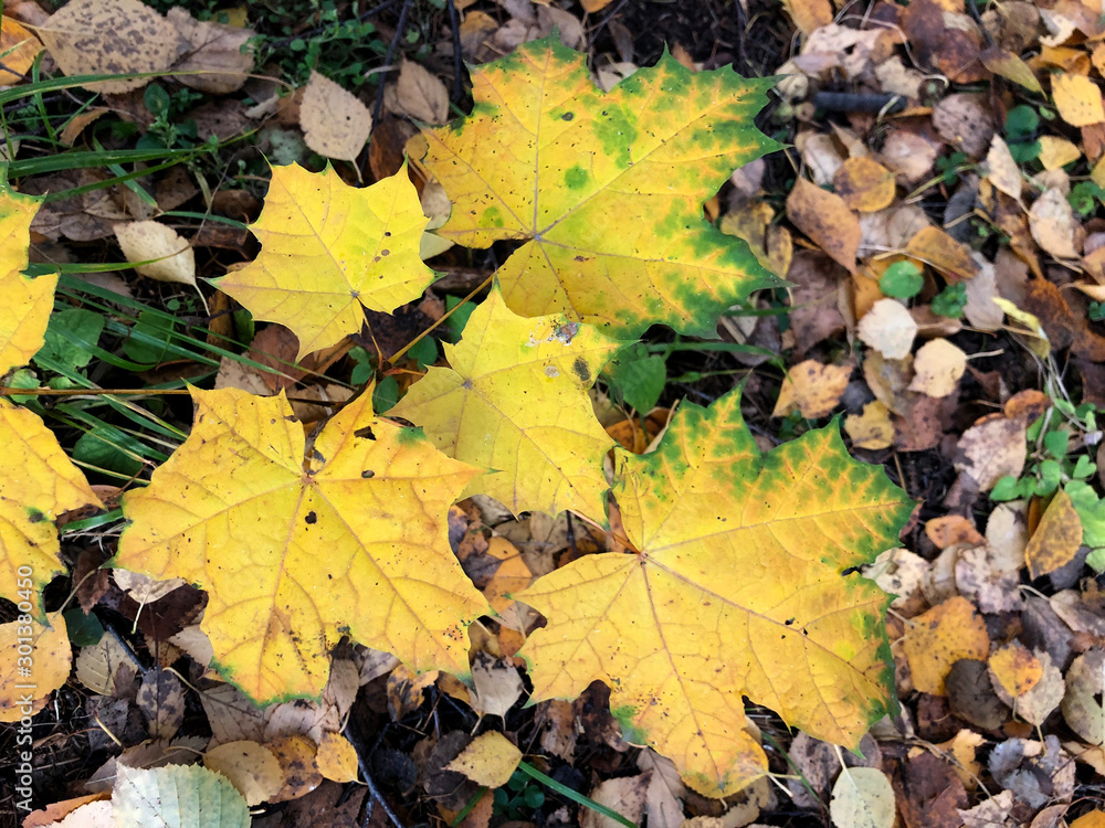 Autumn yellow green maple leaves on the background of fallen old leaves from the trees. Colorful leaves of Acer platanoides. Orange, golden, brown Autumn yellow green maple leaves on the background of fallen old leaves from the trees. Colorful leaves of Acer platanoides. Orange, golden, brown