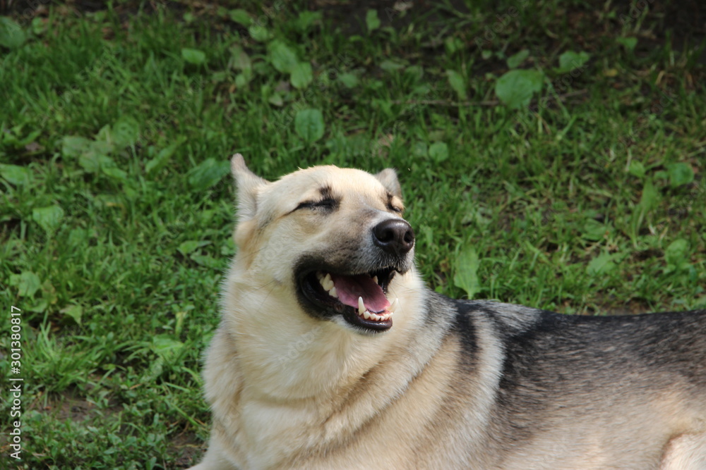 dog smile dog smile