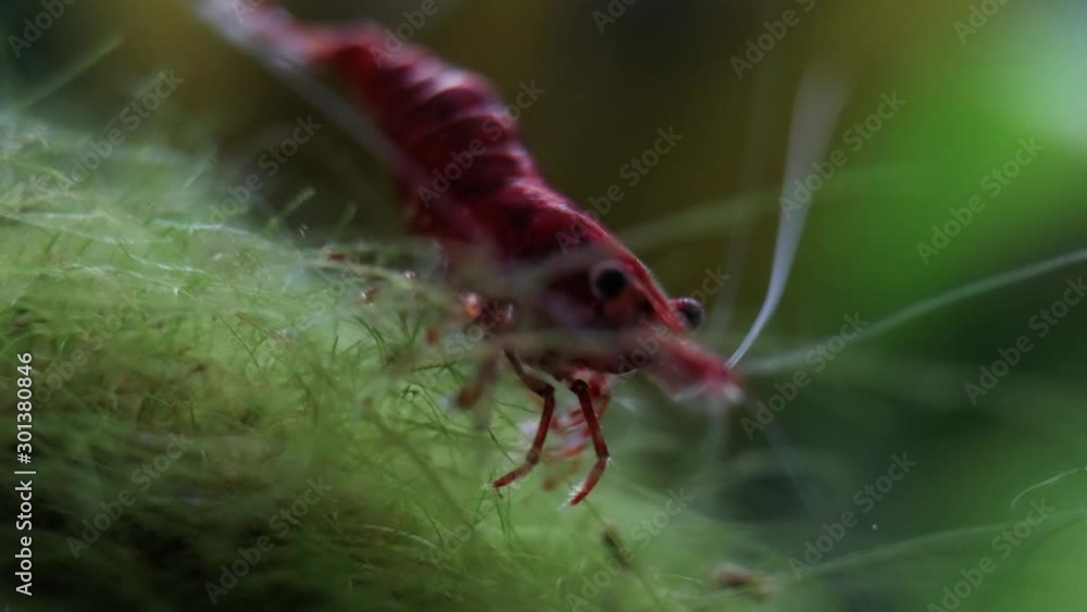 A Red Sakura shrimp (of the Neocaridina Davidi family) moving its tiny legs on the surface of an aquatic plant. Macro close-up shot. A Red Sakura shrimp (of the Neocaridina Davidi family) moving its tiny legs on the surface of an aquatic plant. Macro close-up shot.