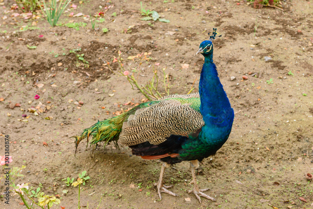Fototapeta premium Peacock with beautiful blue feathers in the field