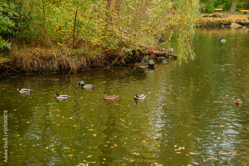 Beautiful duck on a warm autumn morning