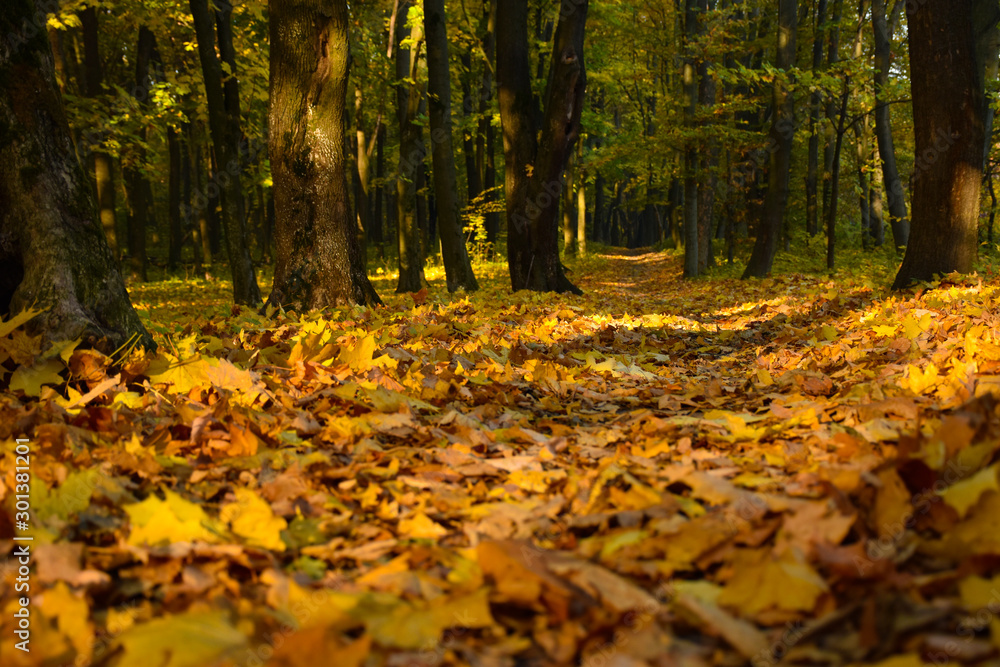 forest path in the autumn forest