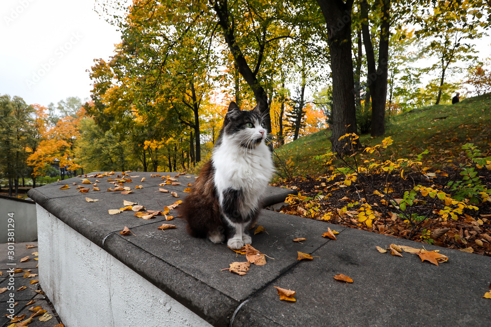 Beauitful park view in autumn with lovely cat sitting on a concrete.