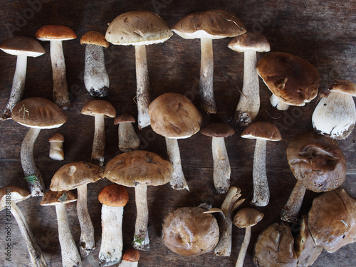 Mushrooms are edible, the Kingdom of nature., natural product, trophy 