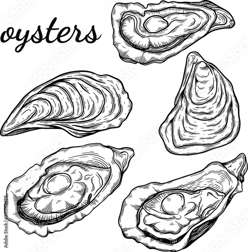 Set of the different oysters sketch style hand drawn vector illustration isolated on white background