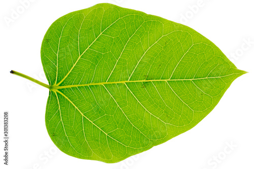 Heart shaped bodhi leaf, abstract green on white background. - Image