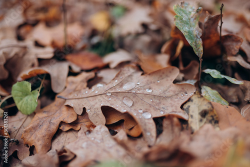 morning dew lies on a fallen oak leaf