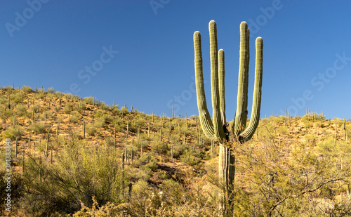 Headless Saguaro