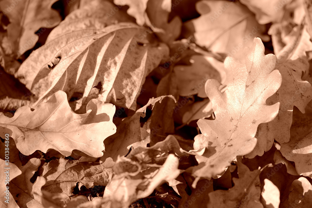 Dry leaves lit by the sun in the autumn forest close up. Autumn background brown color toned Dry leaves lit by the sun in the autumn forest close up. Autumn background brown color toned
