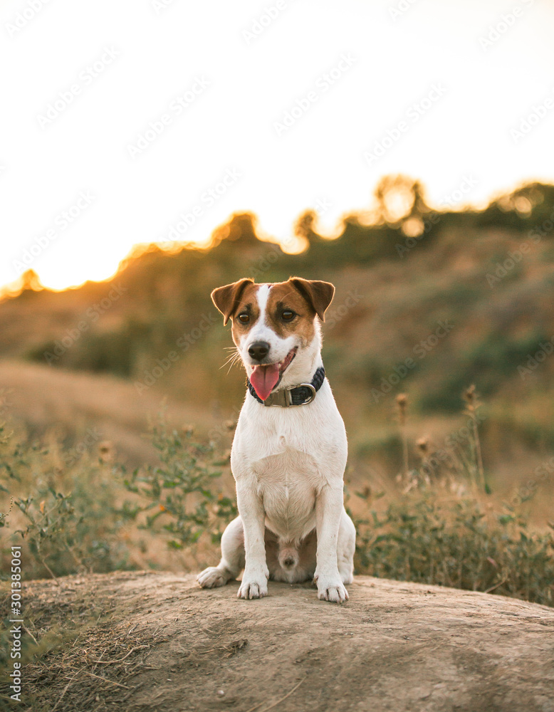 Jackrussell sitting small dog grass sunset
