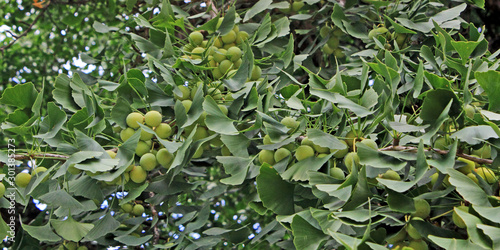 feuilles et graines du ginkgo