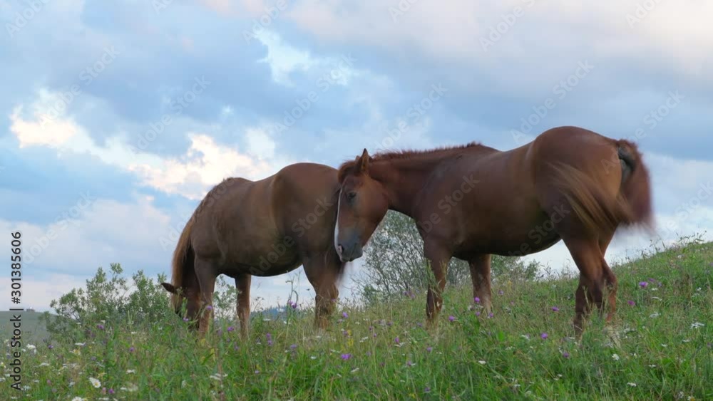A horse on a green hill pasture, carpathian mountains, wild flowers against a blue sky with clouds at sunset. A horse on a green hill pasture, carpathian mountains, wild flowers against a blue sky with clouds at sunset.