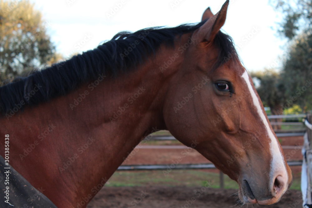 Naklejka premium koń