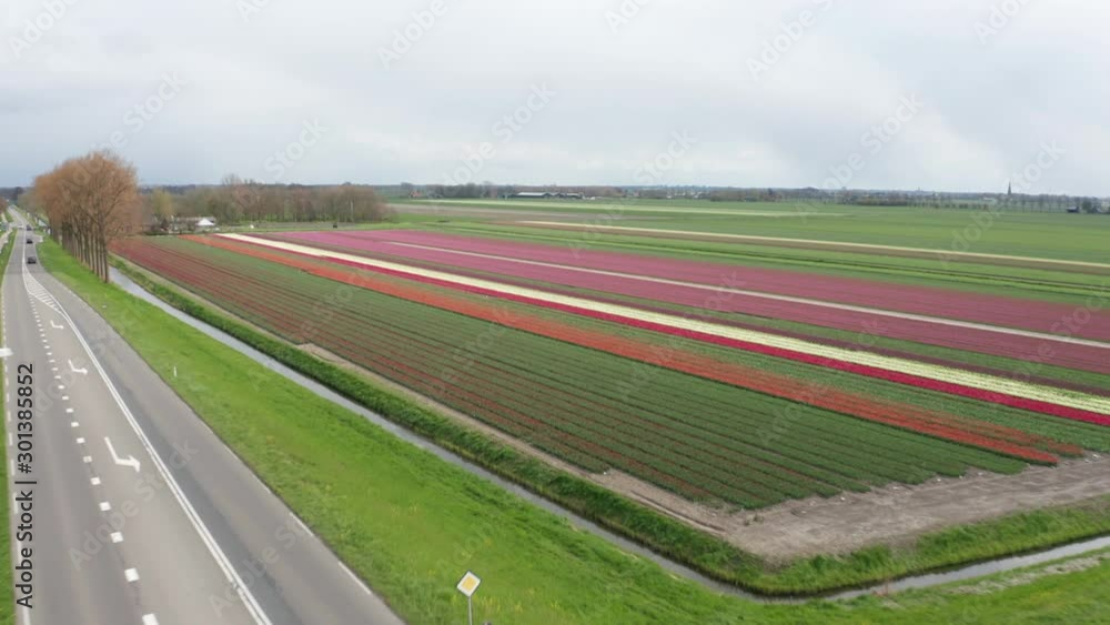 Drone flying down to beautiful tulip field from roadside Drone flying down to beautiful tulip field from roadside