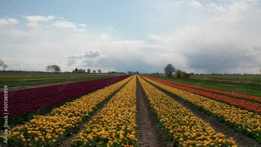 Aerial dolly of long, colorful tulip fields in a rural landscape Aerial dolly of long, colorful tulip fields in a rural landscape