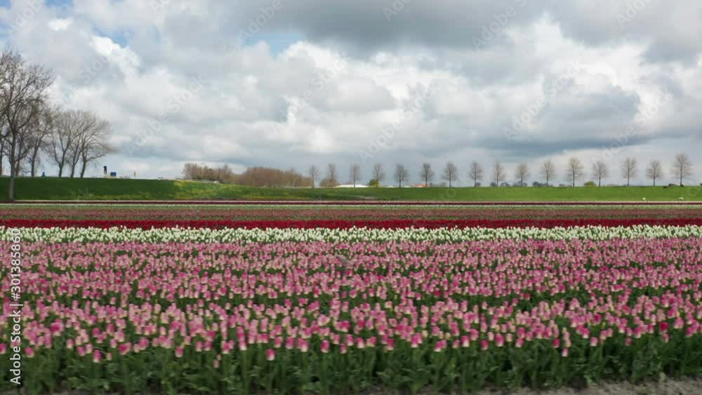 Aerial dolly of large colorful tulip field in the Netherlands Aerial dolly of large colorful tulip field in the Netherlands
