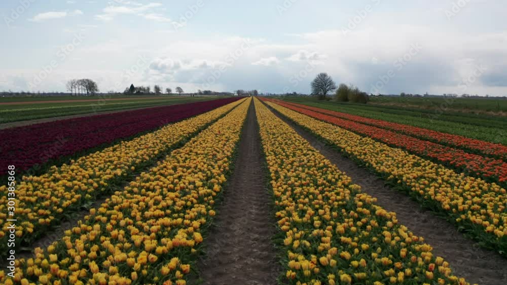 Beautiful aerial of colorful stretched out tulip fields in the Netherlands Beautiful aerial of colorful stretched out tulip fields in the Netherlands