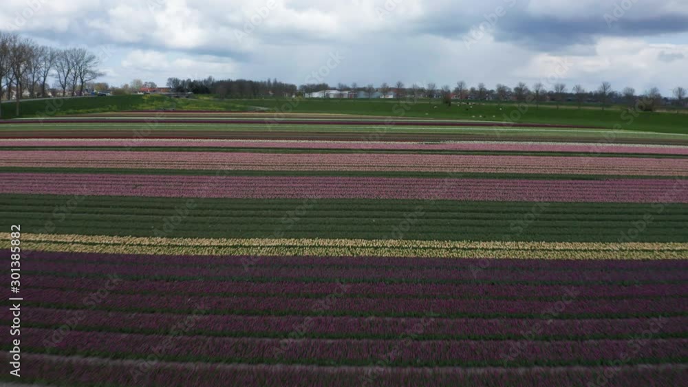 Aerial of large beautiful tulip fields in the Netherlands Aerial of large beautiful tulip fields in the Netherlands