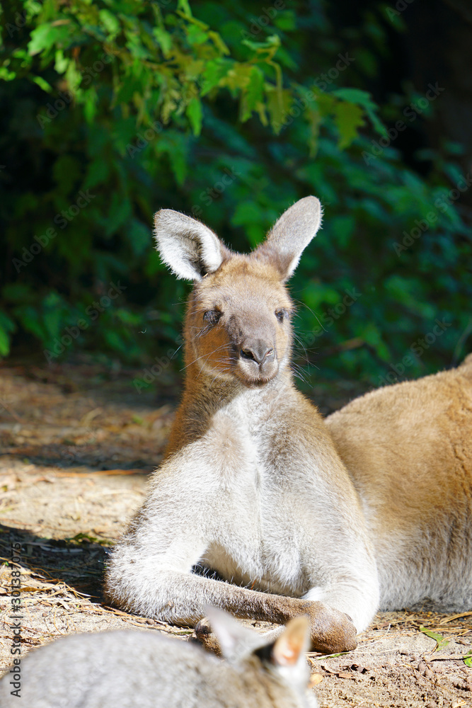 A kangaroo in a park in Western Australia