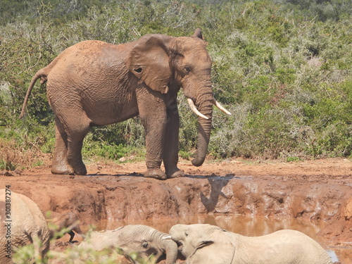 Canvas Print elephants in the wild