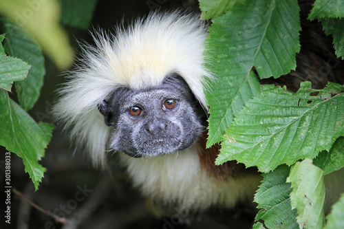 Cotton top tamarin framed by leaves photo