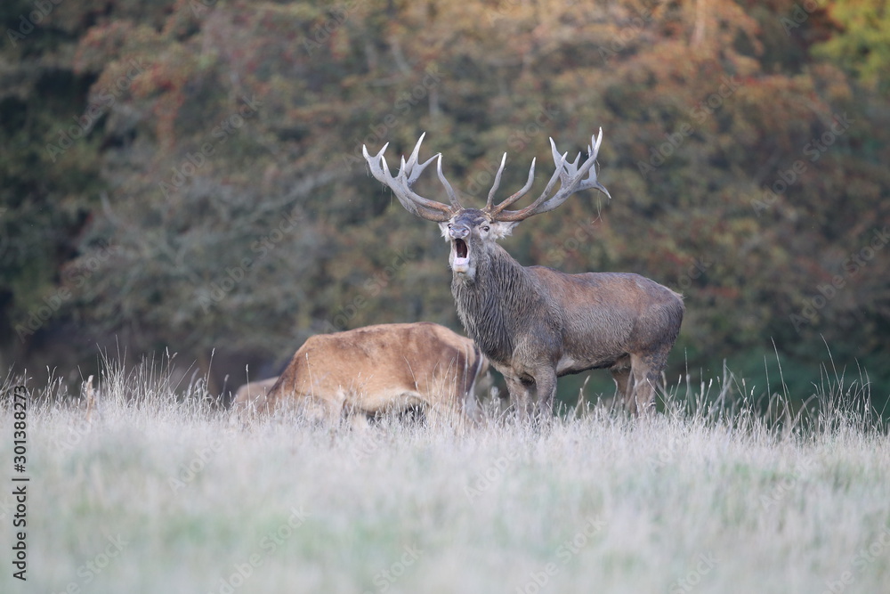 Red deer - Rutting season Red deer - Rutting season