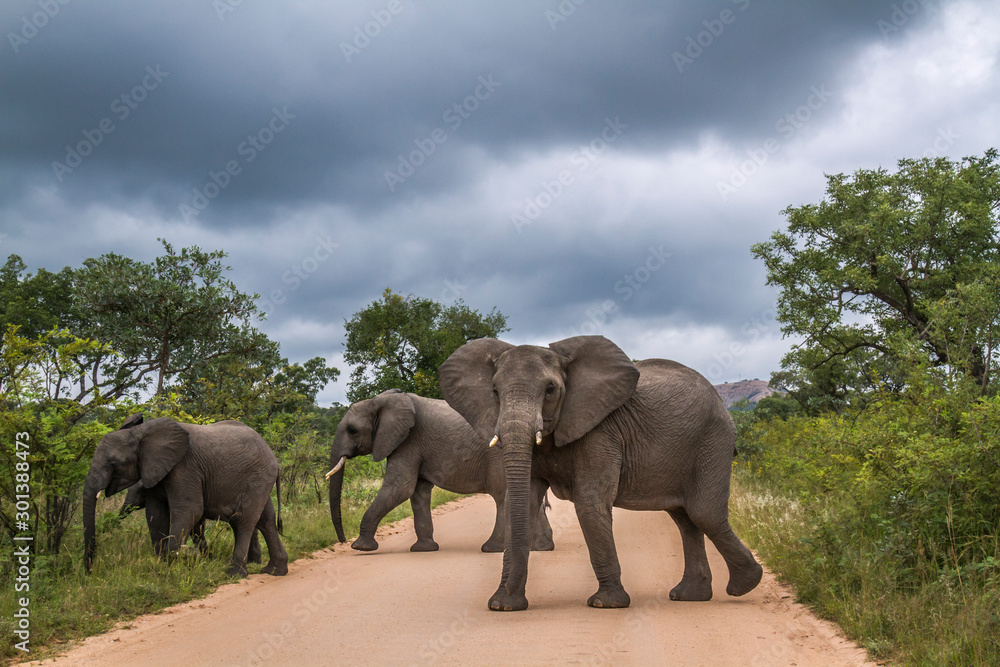 African bush elephant in Kruger National park, South Africa African bush elephant in Kruger National park, South Africa