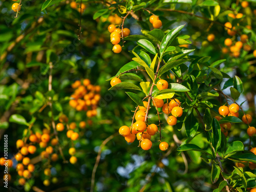Yellow berries on a branch in the sun