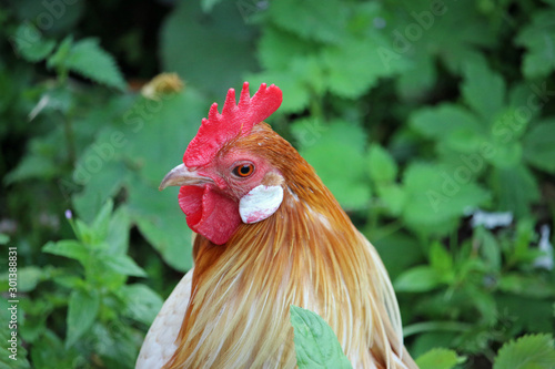 Pyle dutch bantam chicken cockerel photo