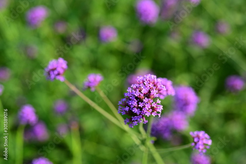 Colorful flowers in nature. flowers in the garden Blooming in the Formal Garden. Park. Beautiful Garden