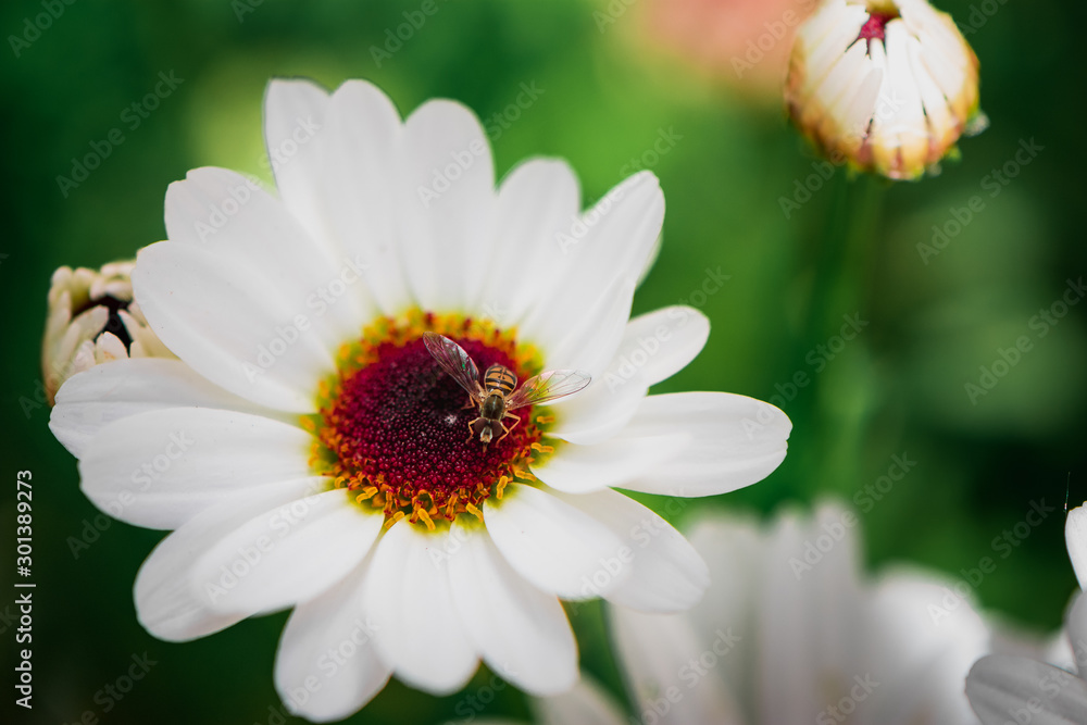 Fototapeta premium Bee on Daisy