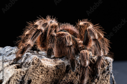 Brazilian Whiteknee Tarantula, Acanthoscurria geniculata, on a piece of cork bark photo