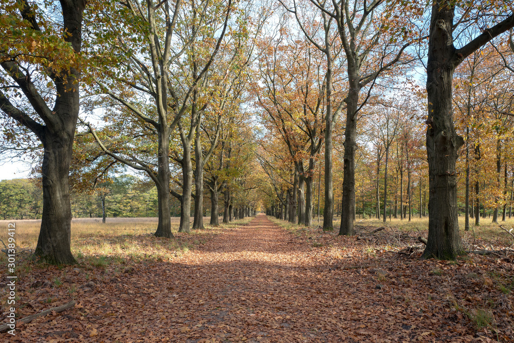 Naklejka premium Beech trees lane in the National Park Hoge Veluwe, Netherlands.