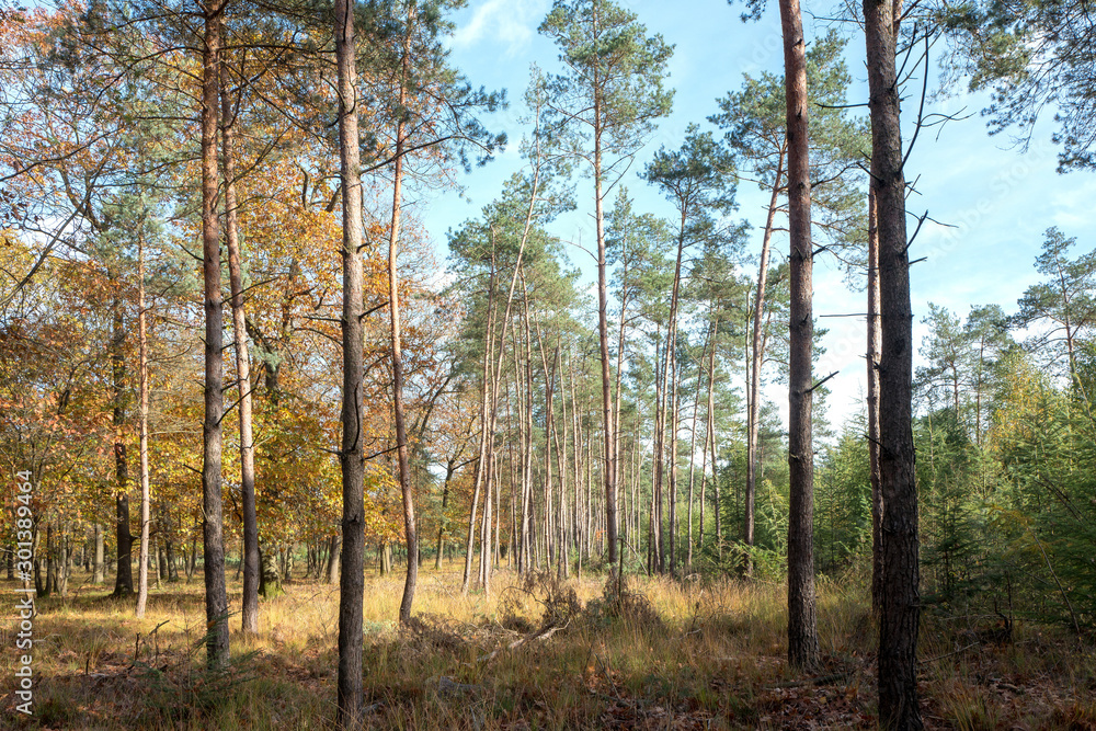 Trees in the National Park Hoge Veluwe, Netherlands. Trees in the National Park Hoge Veluwe, Netherlands.