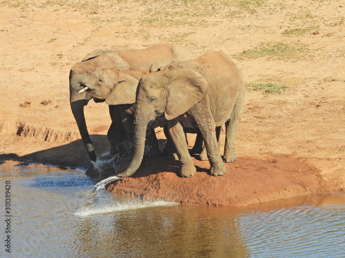 Photography elephants at the waterhole