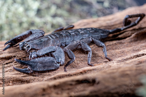 Flat Rock Scorpion, Hadogenes troglodytes, on a piece of tree bark © monitor6
